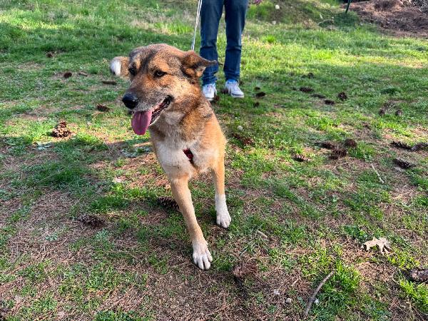 Anais, la nostra splendida lupetta Foto 7